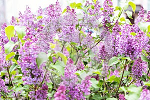 Blooming lilac bush. Blossoming purple and violet lilac flowers. Spring season, nature background. aroma.