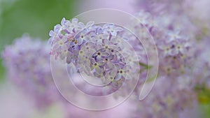 Blooming lilac bush. Delicate flowers abundantly covered the branch. Natural seasonal spring floral background. Slow