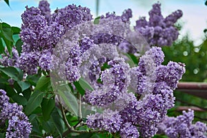A blooming lilac bush with a delicate purple flower