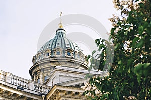 Blooming lilac Bush, dome of the Kazan Cathedral in Saint Petersburg