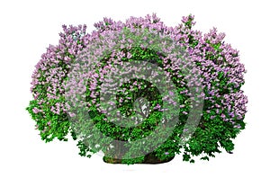 Blooming lilac bush photo