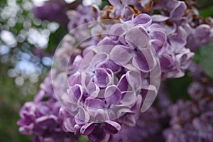 Blooming lilac bush in the park