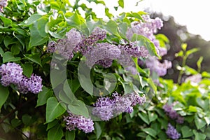 blooming lilac bush with at summer garden