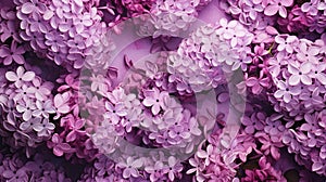 Blooming lilac bush with vibrant purple flowers, ideal for adding text or design