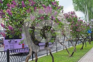 Blooming lilac on the central street of Donetsk
