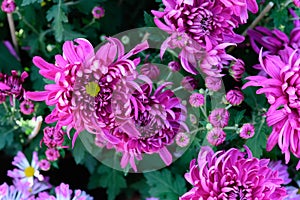 blooming lilac chrysanthemum flowers