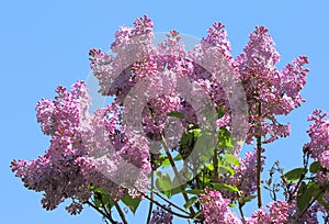 Blooming lilac in the city park