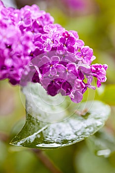 Blooming lilac, close-up