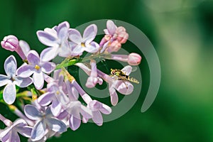 Blooming lilac cluster on blurred green background photo