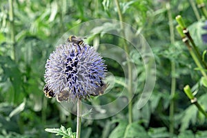 Blooming lilac Echinops or Thistle flower Echinops ritro with bees collecting pollen