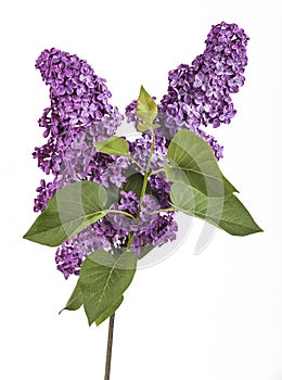 Blooming lilac flower. Lilac flowers in the shape of a heart on dark background