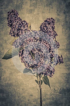 Blooming lilac flower. Lilac flowers in the shape of a heart on dark background