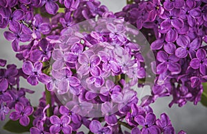 Blooming lilac flower. Lilac flowers in the shape of a heart on dark background