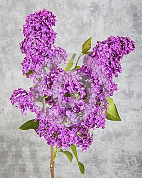 Blooming lilac flower. Lilac flowers in the shape of a heart on dark background