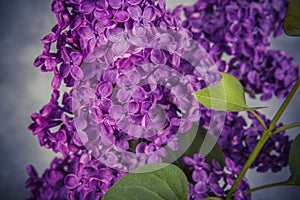 Blooming lilac flower. Lilac flowers in the shape of a heart on dark background