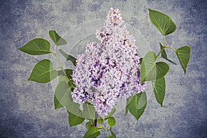 Blooming lilac flower. Lilac flowers in the shape of a heart on dark background