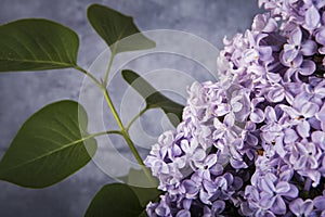 Blooming lilac flower. Lilac flowers in the shape of a heart on dark background