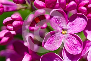 Blooming lilac flower super macro