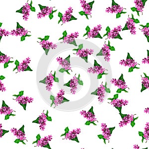 Blooming lilac flower