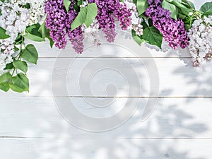Blooming lilac flowers.