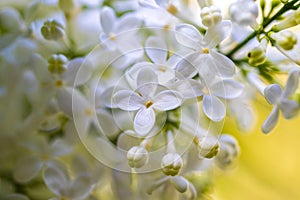 Blooming lilac flowers. Abstract background. Macro photo