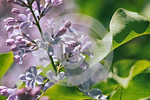 Blooming lilac flowers and buds close-up