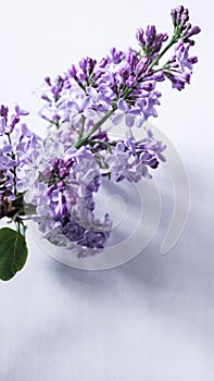 Blooming lilac flowers closeup in spring time. Lilac flower isolated on white background - Syringa vulgaris. Flowers summer concep