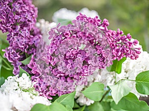 Blooming lilac flowers in the garden.