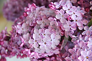 Blooming lilac flowers. Garden lilac, selective focus. Syringa vulgaris