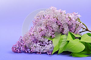 Blooming lilac flowers with green leaves.