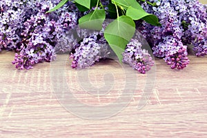 Blooming lilac flowers with green leaves.