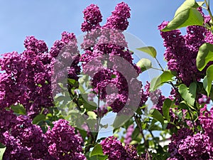 Blooming lilac flowers on the tree