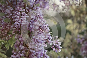 Blooming Lilac flowers in a tree the garden