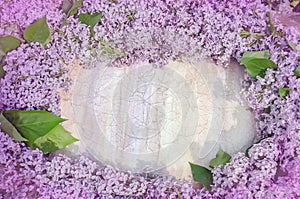 Blooming lilac flowers on wood. Lilac flowers background