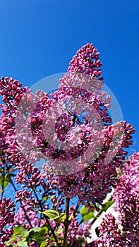 Blooming lilac in the garden against the blue sky and in the interior. Garden trees, country harvest. copy space