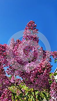 Blooming lilac in the garden against the blue sky and in the interior. Garden trees, country harvest. copy space