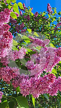 Blooming lilac in the garden against the blue sky and in the interior. Garden trees, country harvest. copy space