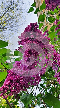 Blooming lilac in the garden against the blue sky and in the interior. Garden trees, country harvest. copy space