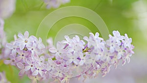 Blooming lilac in the garden. Flowering lilac bush. Branch of lilac flowers. Slow motion.