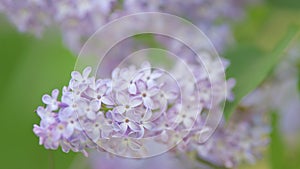 Blooming lilac in the garden. Flowering lilac bush. Branch of lilac flowers. Slow motion.