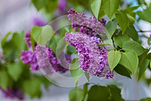 Blooming lilac. Gardening and landscape design for a good life urban environment. Selective focus background photo