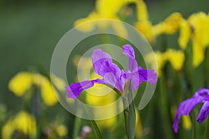 A blooming lilac iris flower in the garden