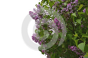 Blooming lilac, isolated, spring flowers