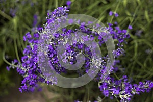 Blooming lilac lavender, close up, background. Fragrant beautiful flowers bloom in summer in the garden