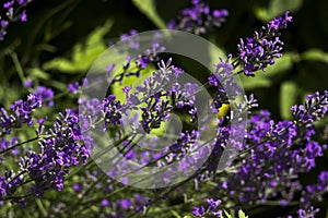 Blooming lilac lavender, close up, background. Fragrant beautiful flowers bloom in summer in the garden