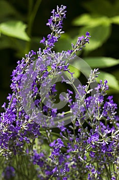 .Blooming lilac lavender, close up, background. Fragrant beautiful flowers bloom in summer in the garden