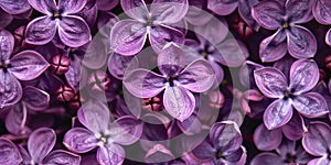 Blooming lilac of lilac color close-up, background photo, holiday card, banner