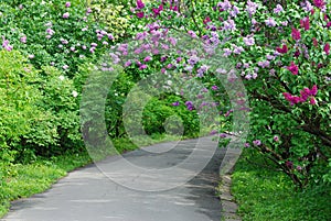 Blooming lilac in park