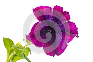 Blooming lilac petunia flower is isolated on white background, c