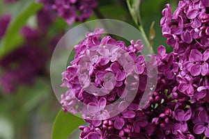 Blooming lilac plant